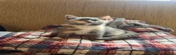 Ragdoll cats for sale: Ragdoll /Scotish straight  in Alnwick - Advert 4