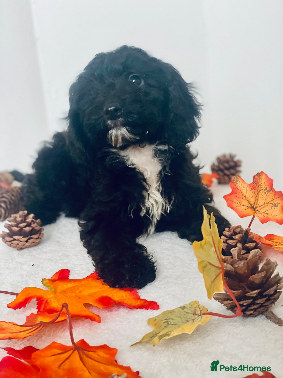 Cockapoo dogs for sale: 🐾 Beautiful Cockapoo Puppy – 1 girl  - Advert 3