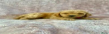 Cockapoo 6