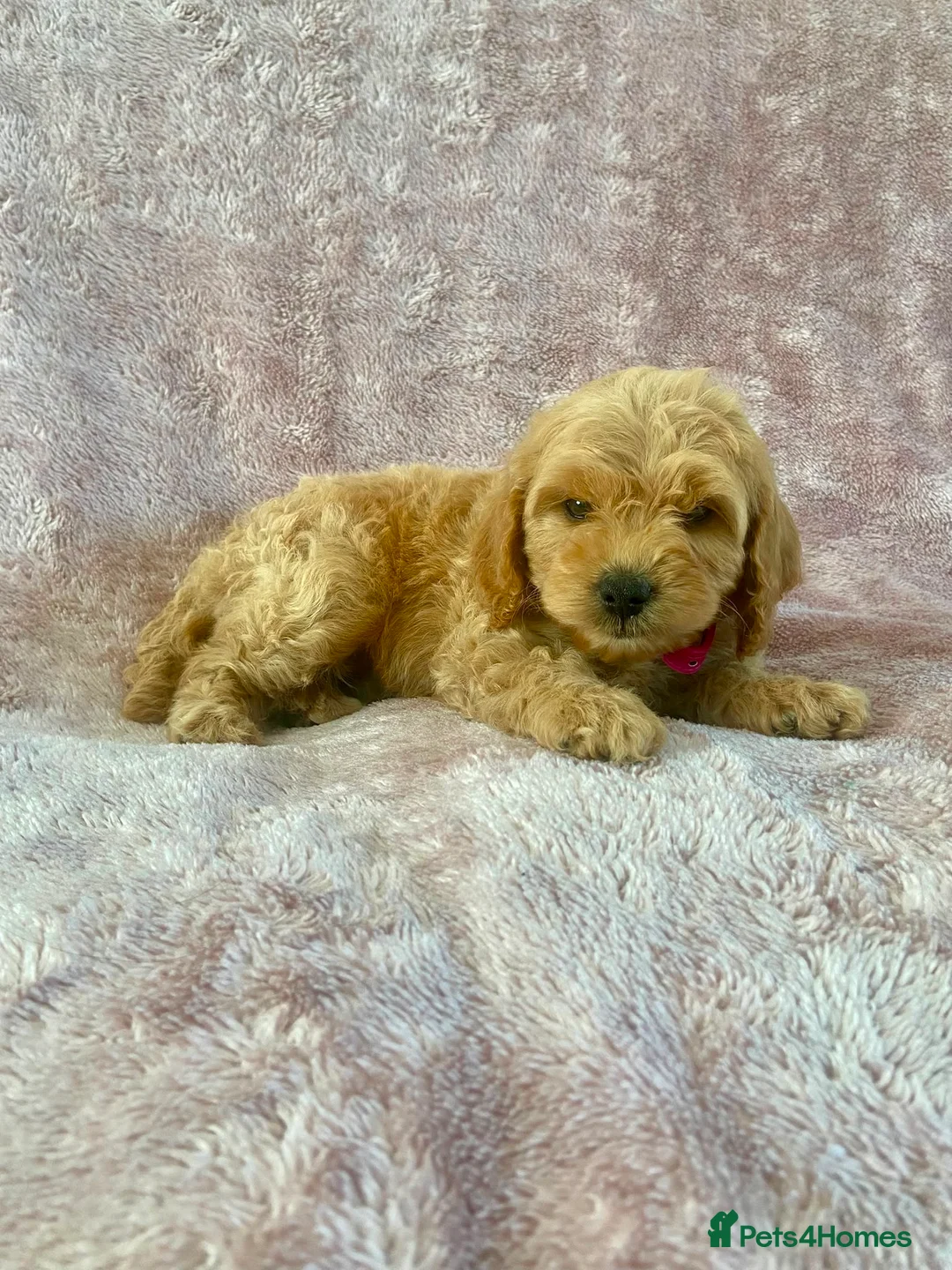 Cockapoo dogs for sale: F1 cockapoo puppies - Advert 12