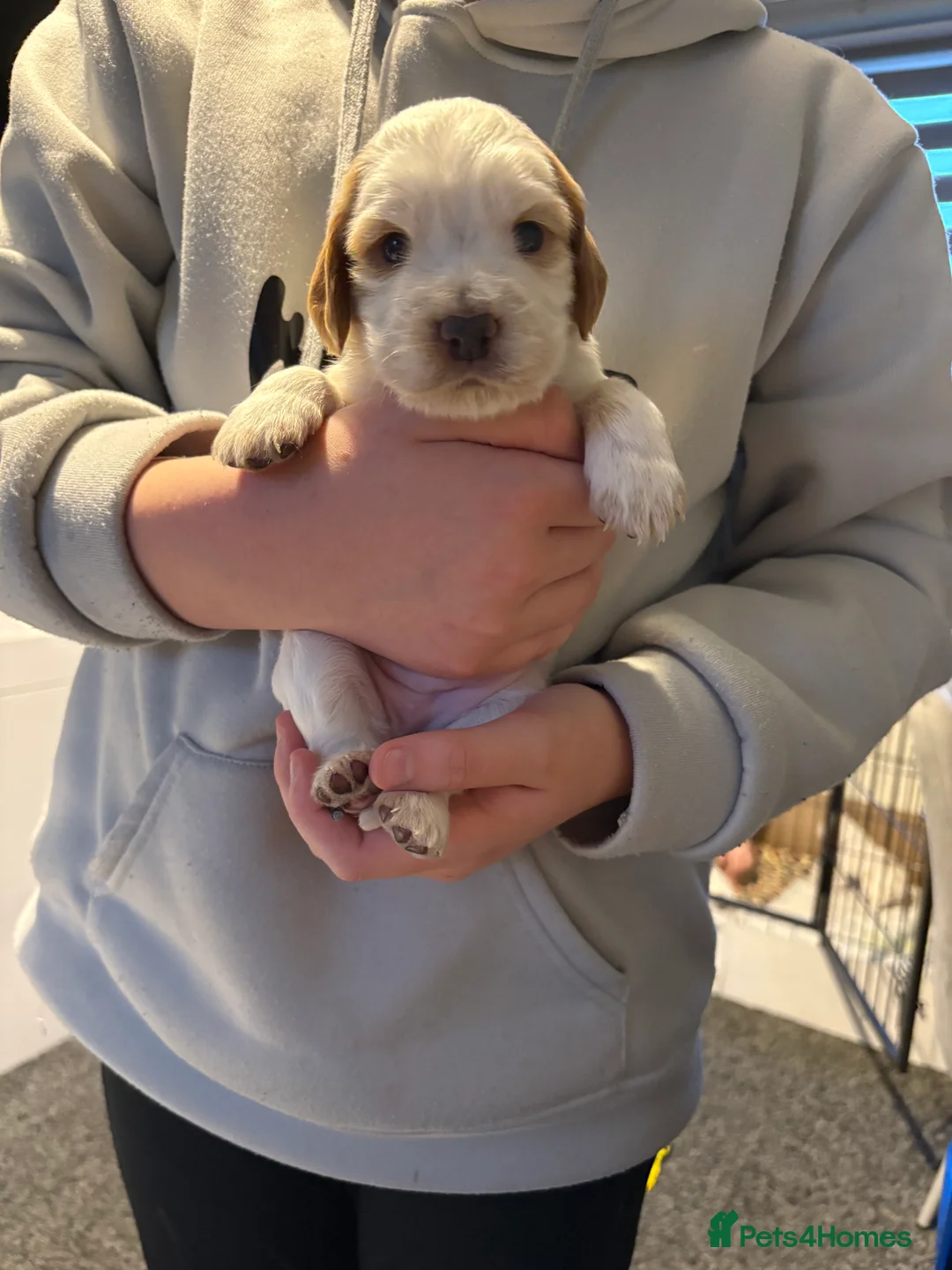 Cocker Spaniel dogs for sale: Cocker spaniel puppies  in Rotherham - Advert 22