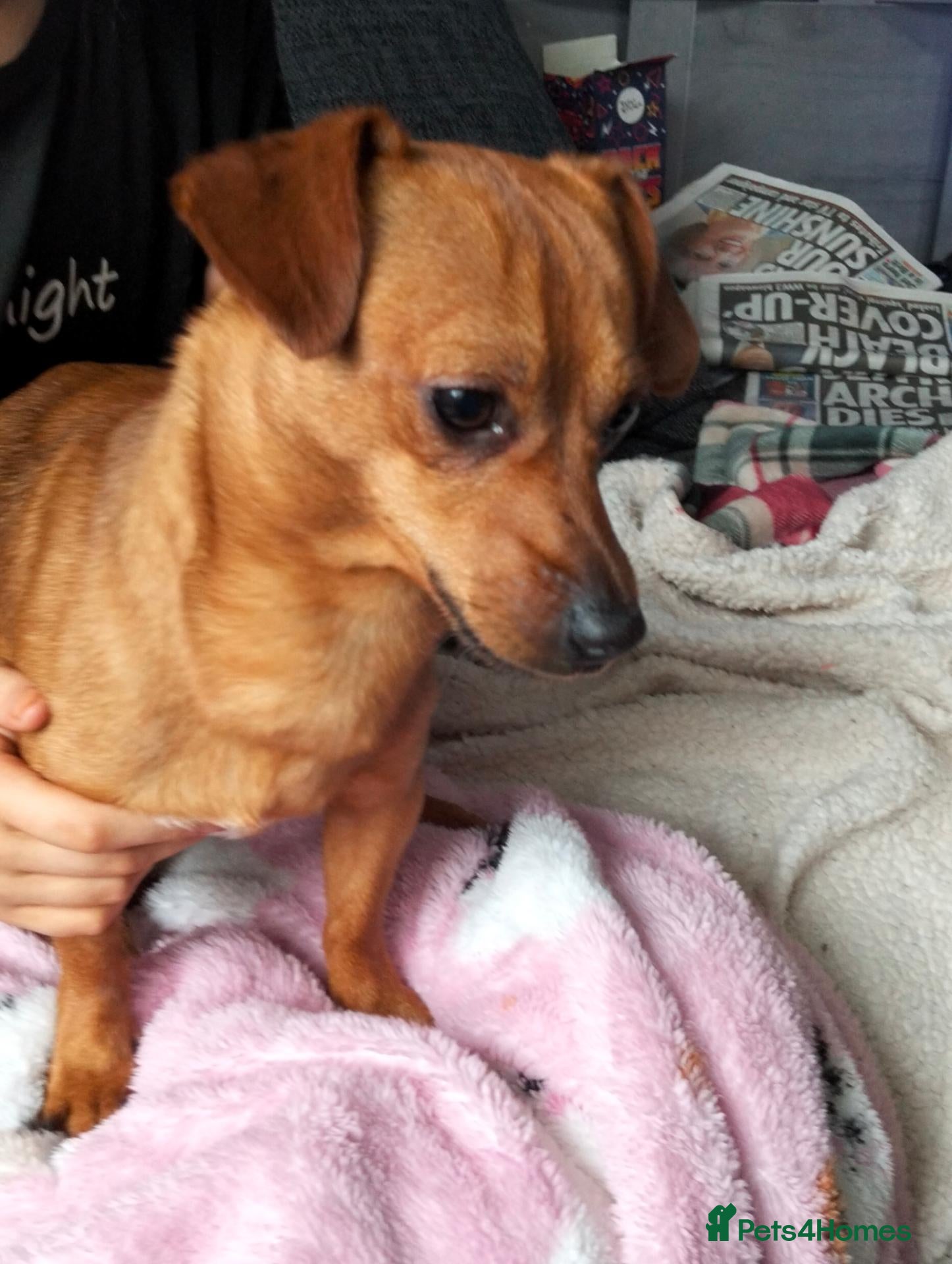Chiweenie dogs Stripe - Advert 2