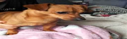 Chiweenie dogs for sale: Stripe - Advert 1