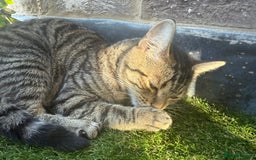British Longhair cats for sale: Rocky 10 month old kitten - Image 1