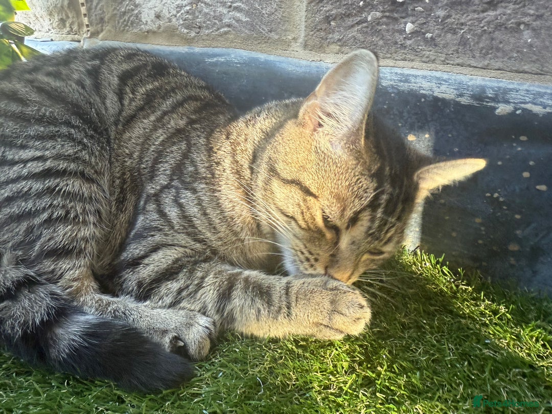 British Longhair cats for sale: Rocky 10 month old kitten - Image 1
