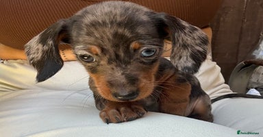 Miniature Dachshund dogs - Advert 3