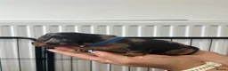 Miniature Dachshund dogs for sale: Miniature dachshunds  in Llangefni - Advert 9