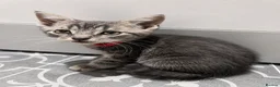 Mixed Breed cats for sale: Adorable kittens for sale  - Advert 23