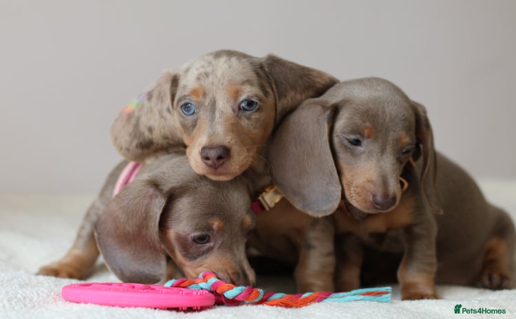 Miniature Dachshund dogs - Advert 11