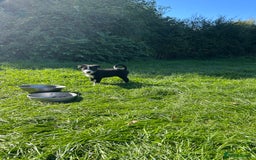Border Collie dogs for sale: Pedigree Border Collie puppies  - Image 4
