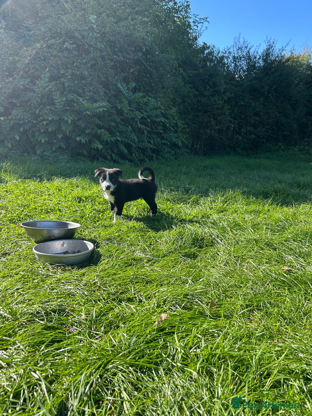 Border Collie dogs for sale: Pedigree Border Collie puppies  - Image 4