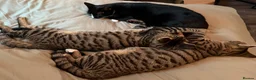 Mixed Breed cats for sale: 2 half bengal half tabby kittens and 2 year old in London - Advert 6