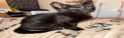 Mixed Breed cats for sale: Melanistic bengals/siamese’s (bengalese) - Advert 32