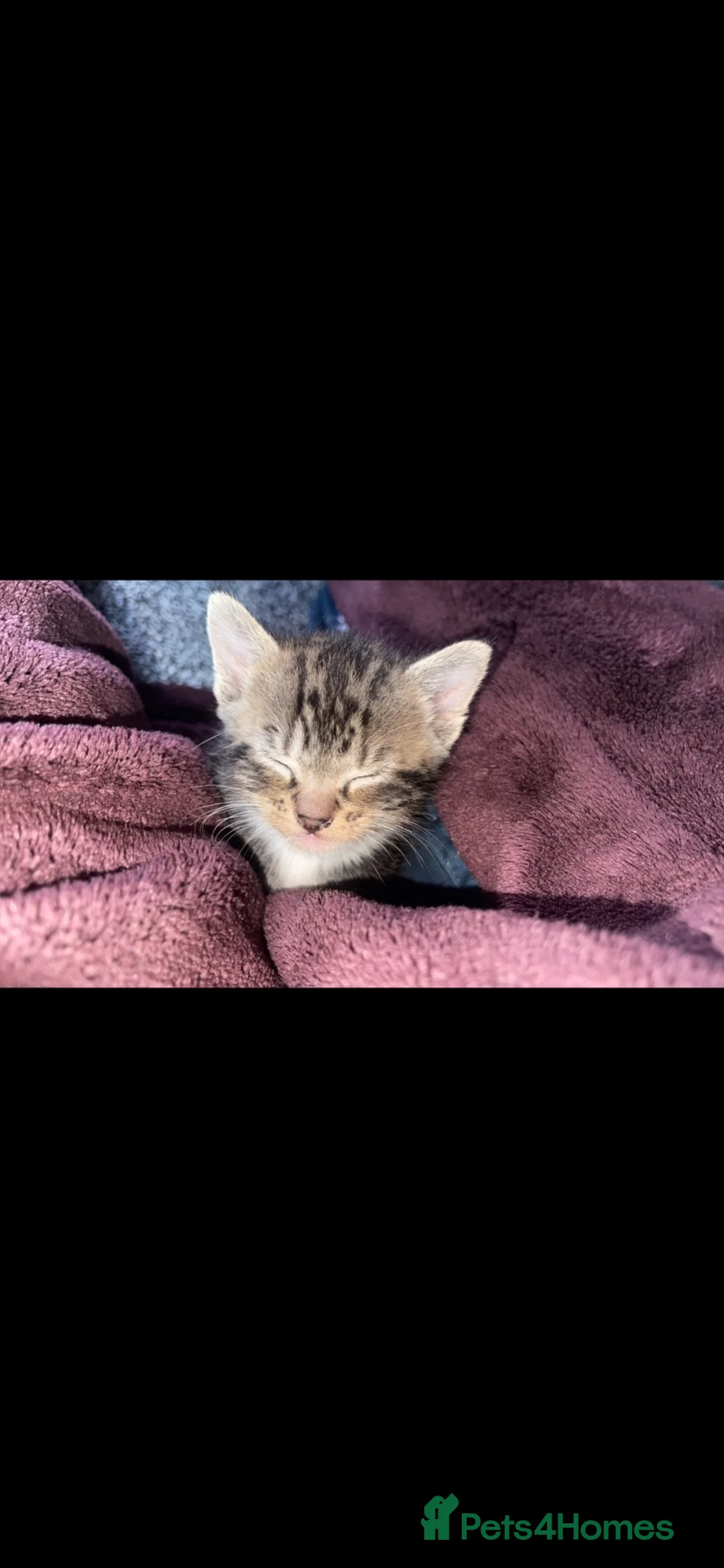 Mixed Breed cats for sale: Gorgeous kittens and mum for sale.  - Advert 16