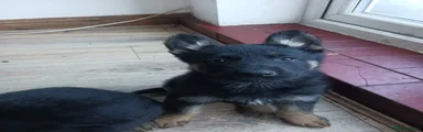 German Shepherd Puppy 2