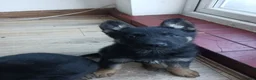 German Shepherd dogs for sale: German Shepard pups for sale - Advert 3