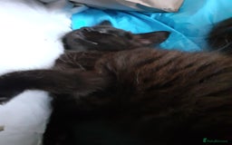 Mixed Breed cats for sale: 4 beautiful brown /black fluffy kittens for sale - Image 11