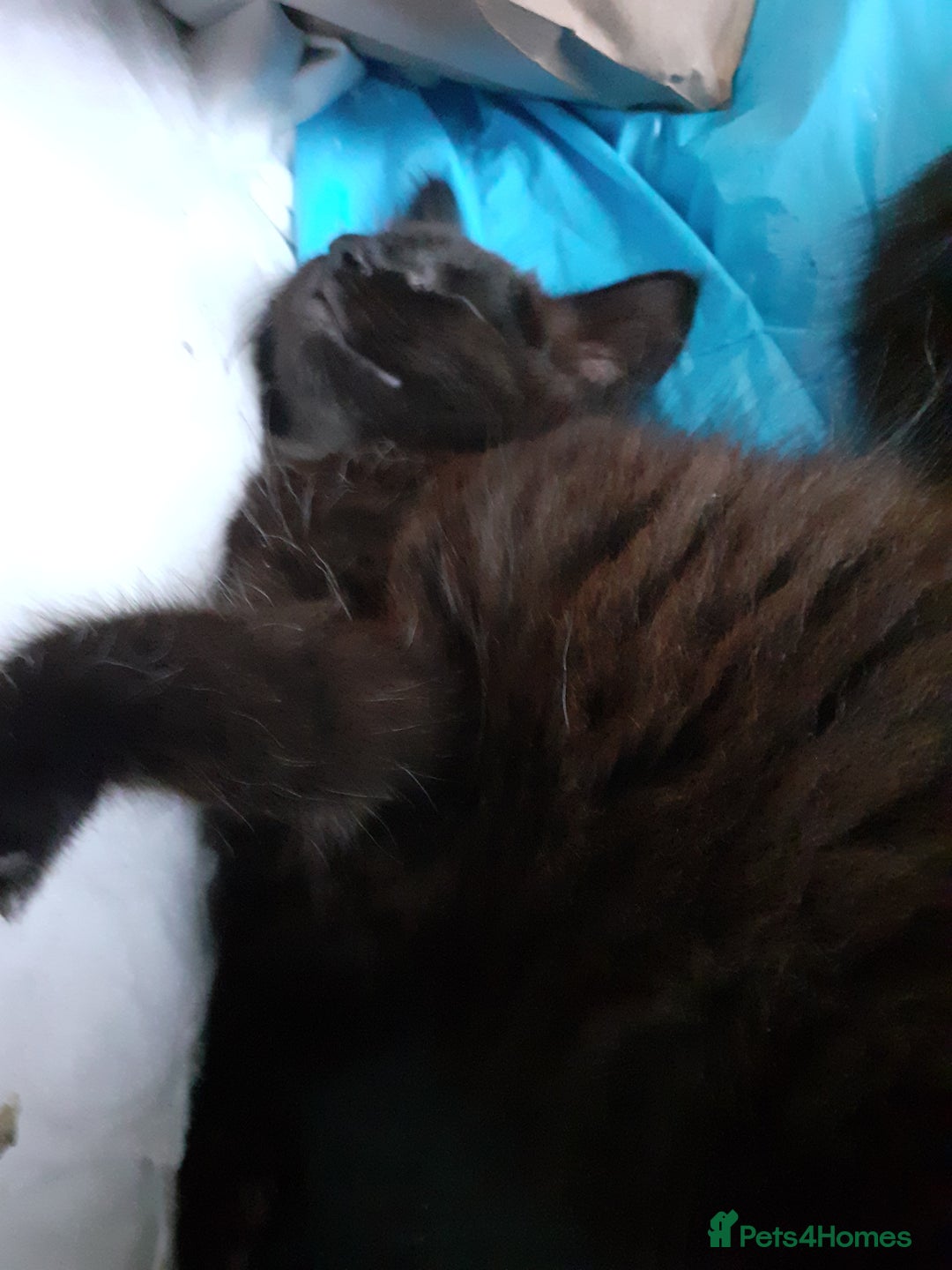 Mixed Breed cats for sale: 4 beautiful brown /black fluffy kittens for sale - Image 11
