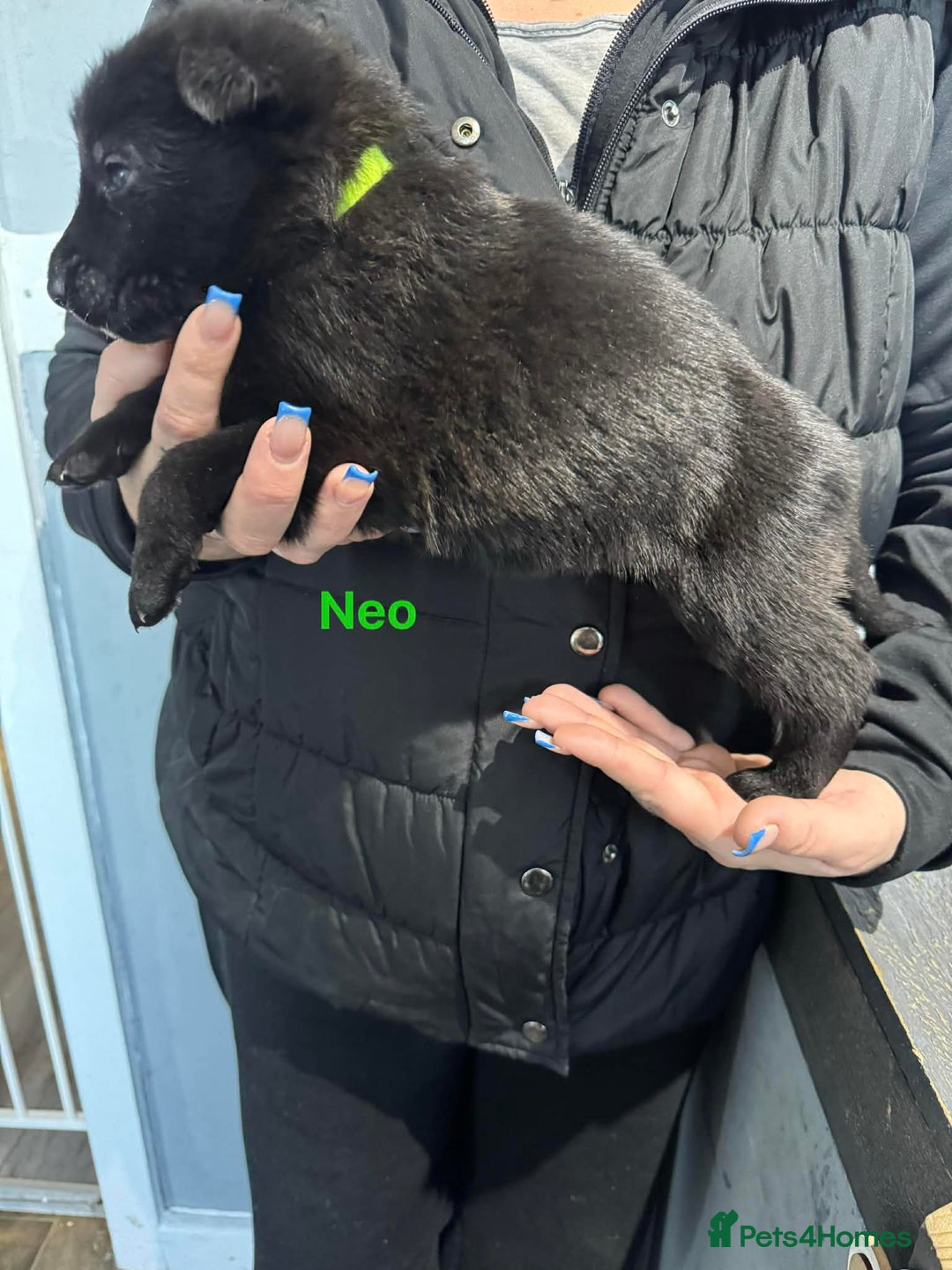 German Shepherd dogs for sale: German shepherd - Advert 12