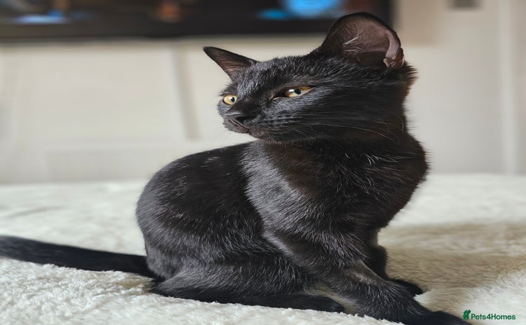 Mixed Breed cats for sale - Advert 1