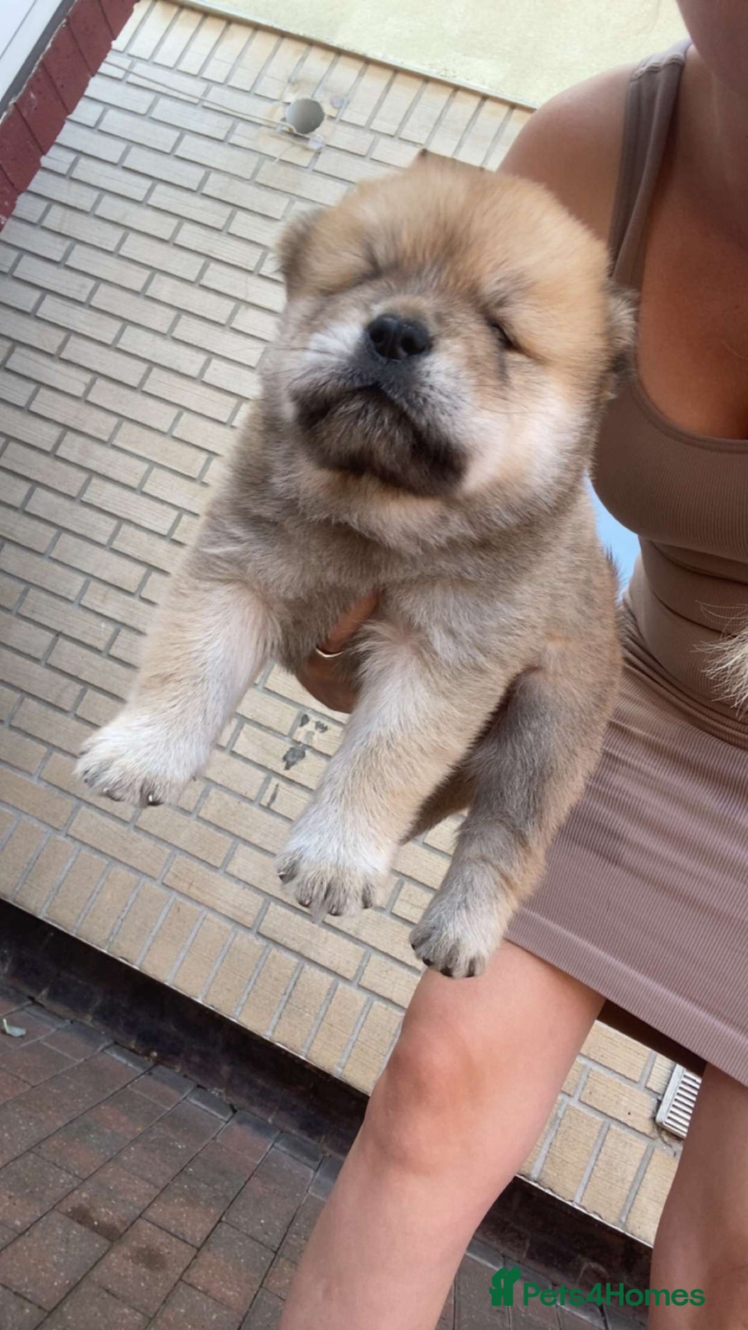 Chow Chow dogs for sale: chow chow puppies  - Image 27