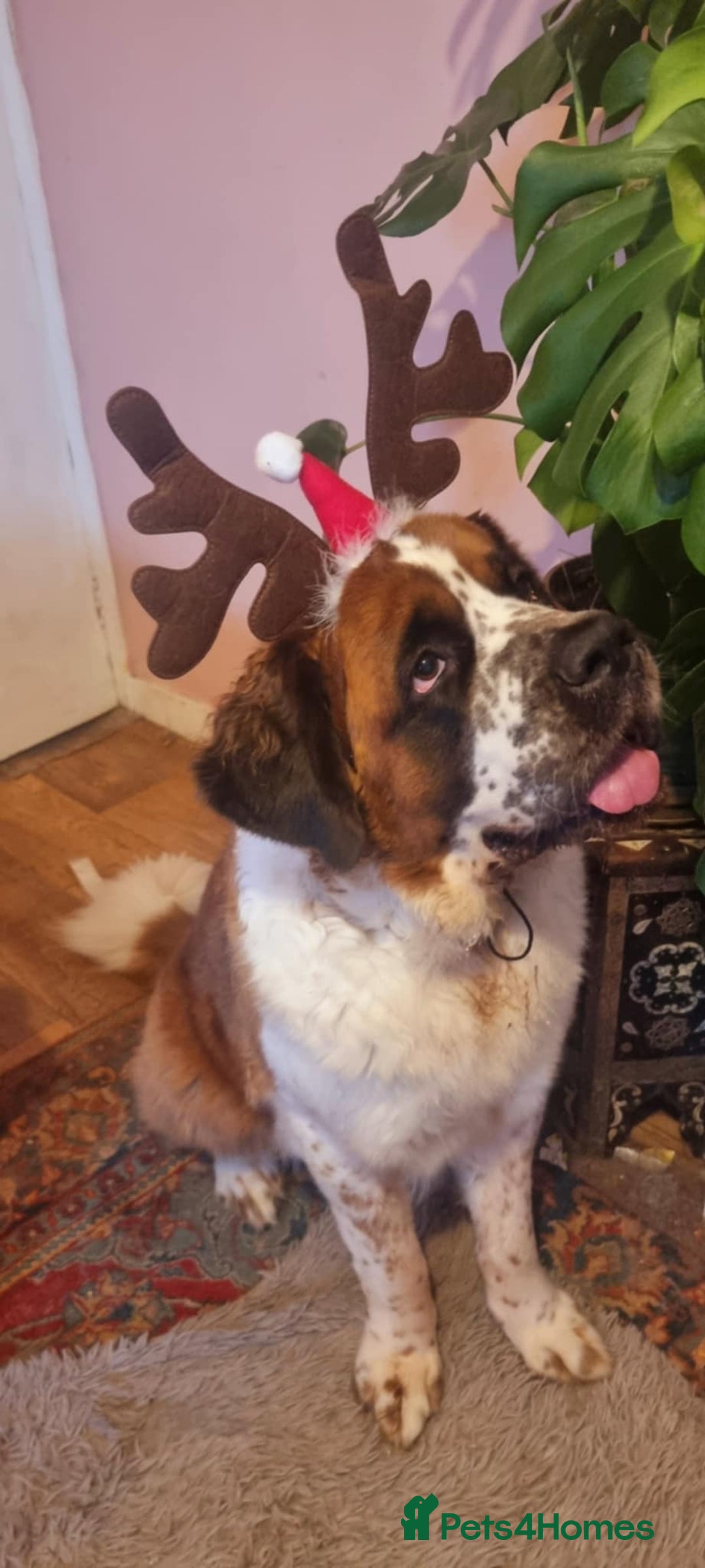 Saint Bernard dogs for sale: Female rough coated Saint Bernard  - Image 3