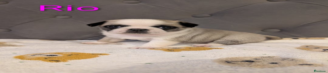 Rio