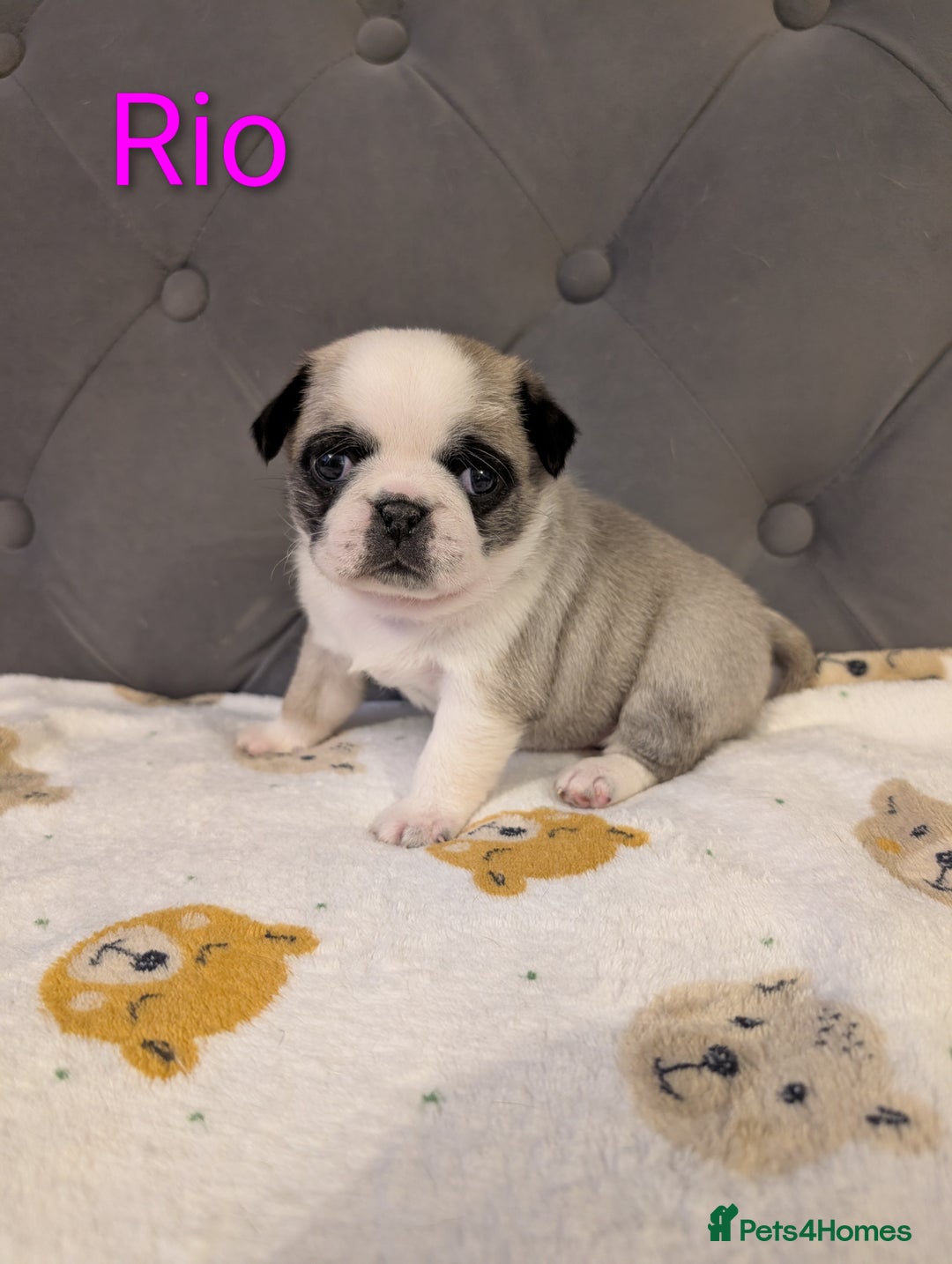 Pug dogs for sale: Pug Puppies - Image 22