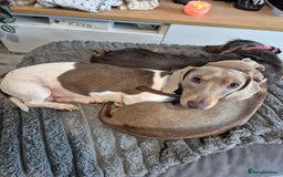 Dachshund dogs for sale: Beautiful isabella & tan piebald  in Peacehaven - Image 3