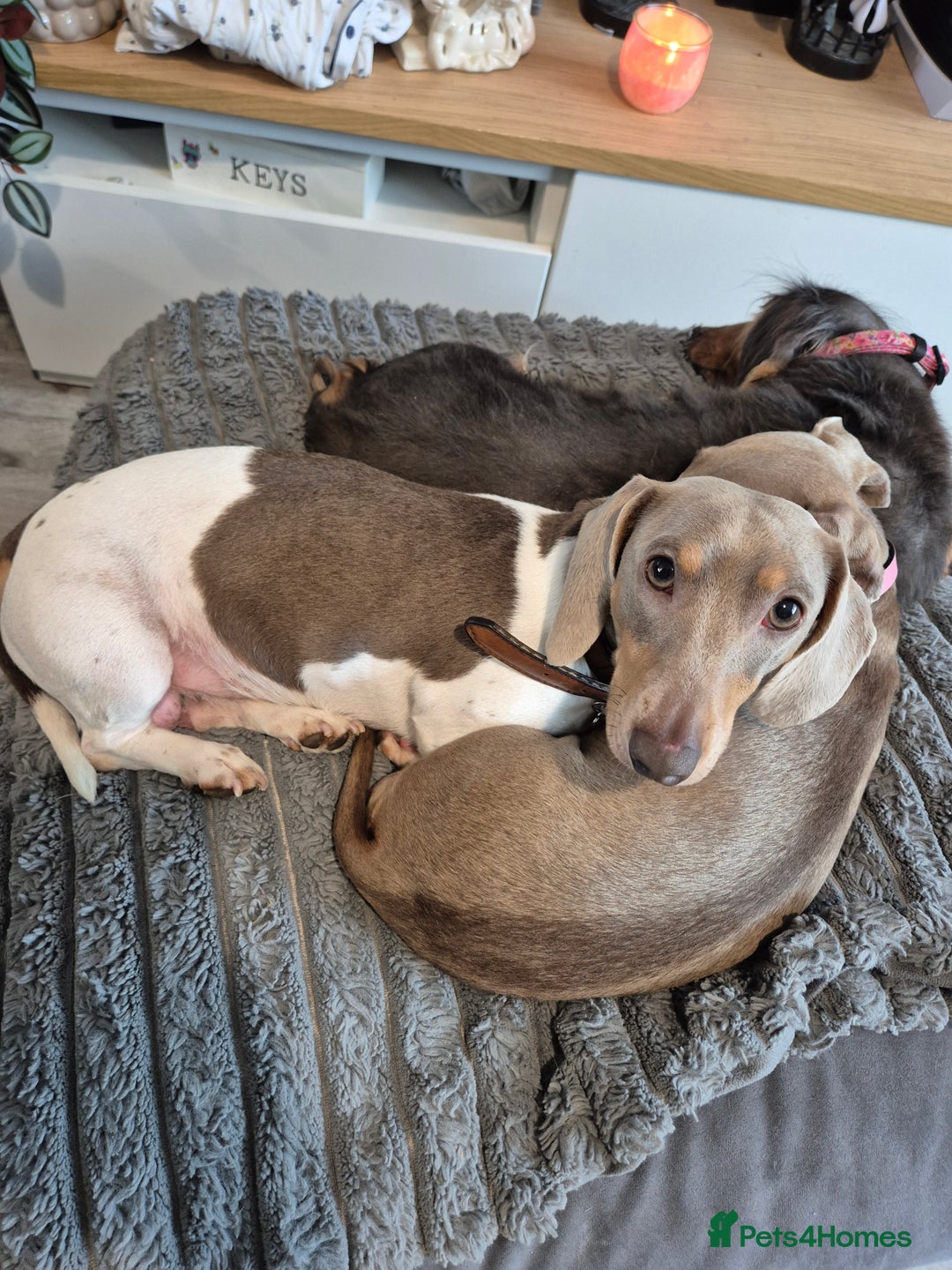 Dachshund dogs for sale: Beautiful isabella & tan piebald  in Peacehaven - Image 3