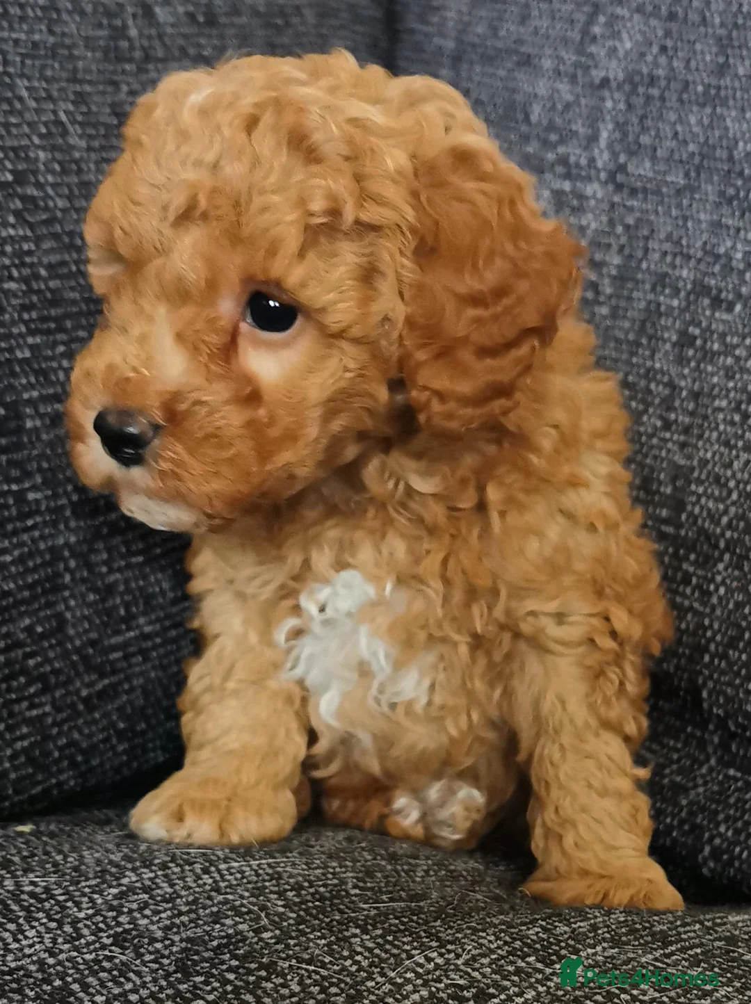 Toy Poodle dogs for sale: Quality KC Genetically health tested toy poodles  - Advert 2