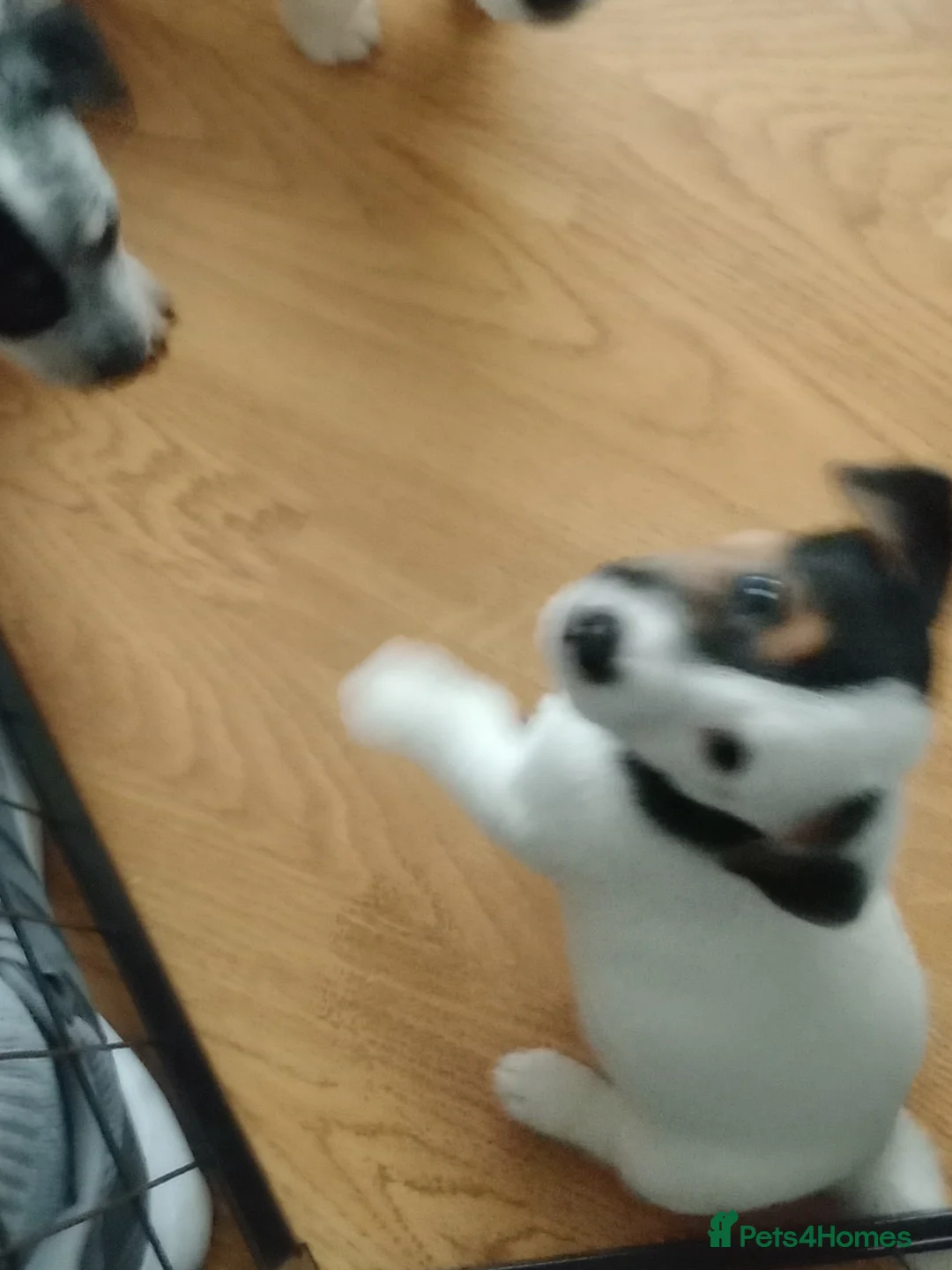 Mixed Breed dogs for sale: Parson Russell x Jack Russell  - Advert 11