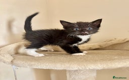 Domestic Shorthair cats for sale: Gorgeous Fluffy Kittens, ready now! - Image 4