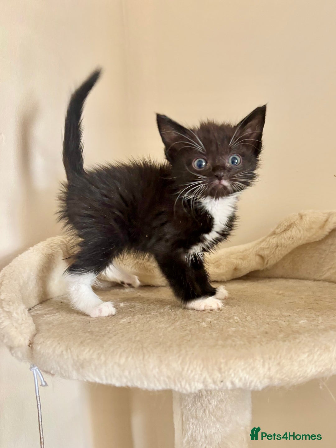 Domestic Shorthair cats for sale: Gorgeous Fluffy Kittens, ready now! - Image 4