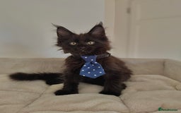 Maine Coon cats for sale: Mainecoon kittens  - Image 3