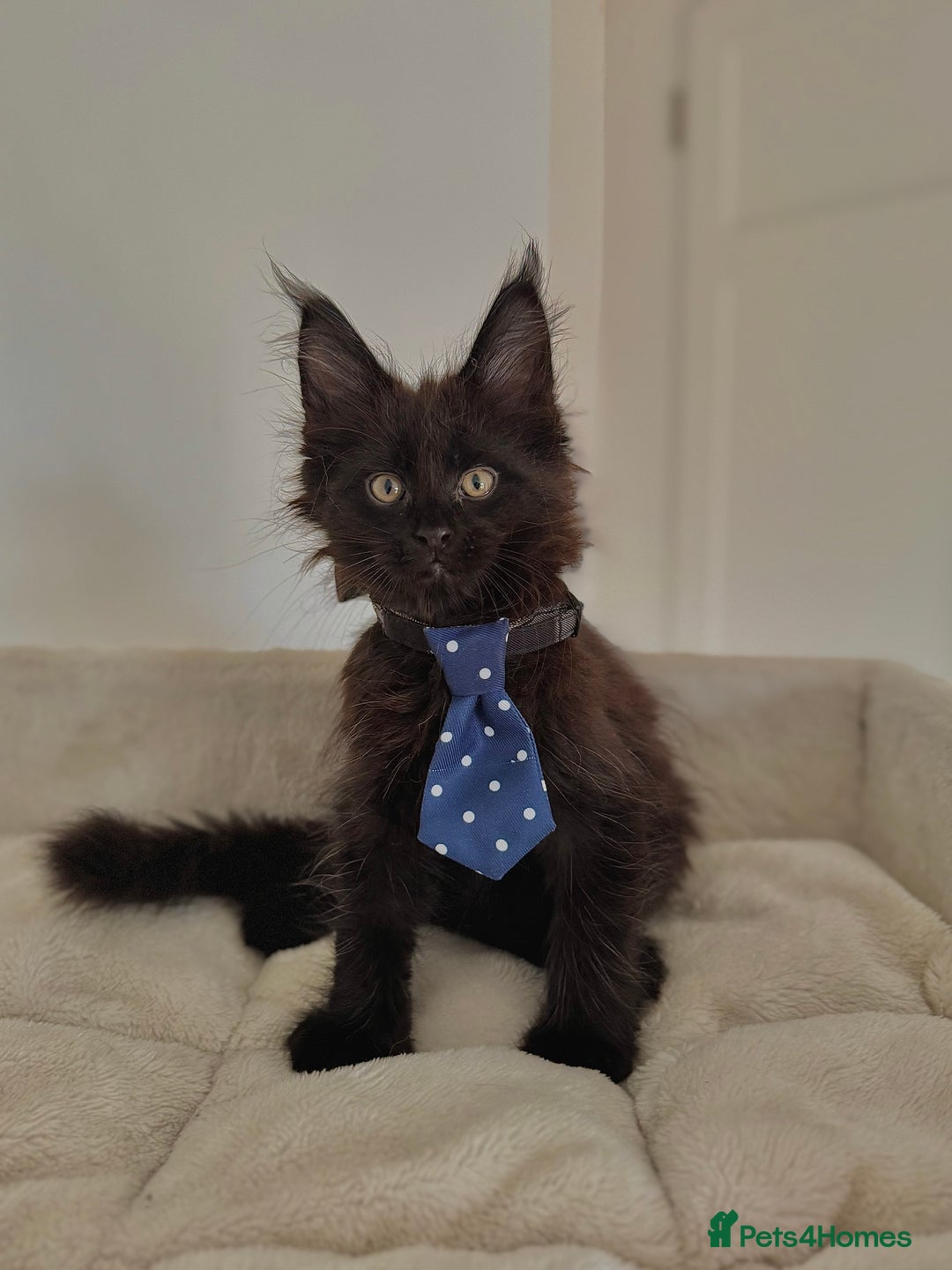 Maine Coon cats for sale: Mainecoon kittens  - Image 3