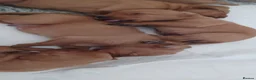 Labrador Retriever dogs for sale: Red Labrador puppies  - Advert 9