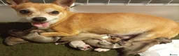 Mixed Breed dogs for sale: Chihuahua x Pug Shih Tzu puppies Chihuahua Pug Zu  - Advert 2
