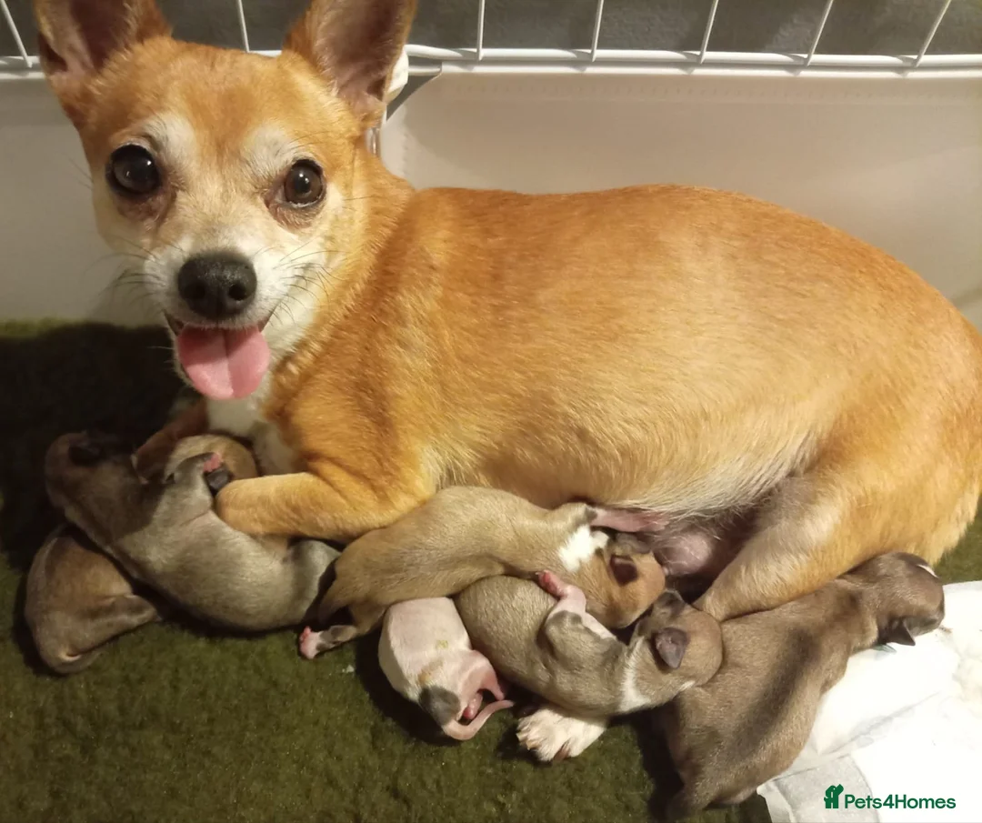 Mixed Breed dogs for sale: Chihuahua x Pug Shih Tzu puppies Chihuahua Pug Zu  - Advert 2