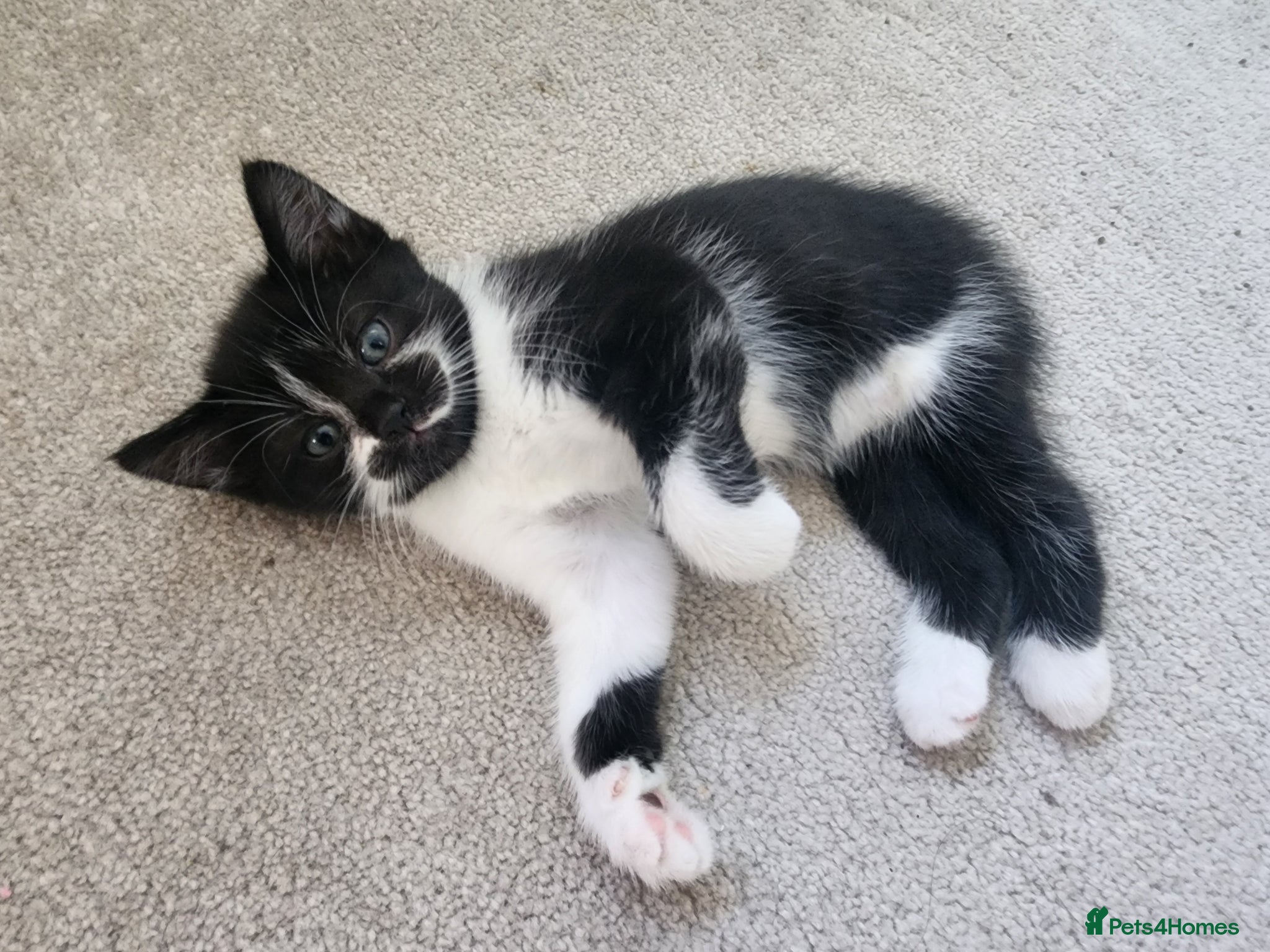 Mixed Breed cats for sale: 2 little Tuxedo new born kittens - Advert 11