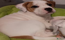 American Bulldog dogs for sale: American Bulldog Puppies – Ready Now! - Image 14