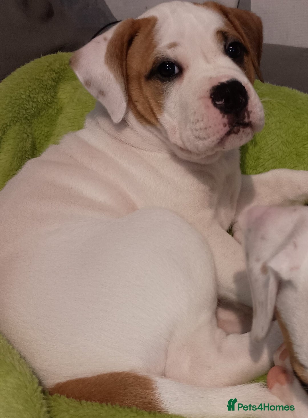 American Bulldog dogs for sale: American Bulldog Puppies – Ready Now! - Image 14