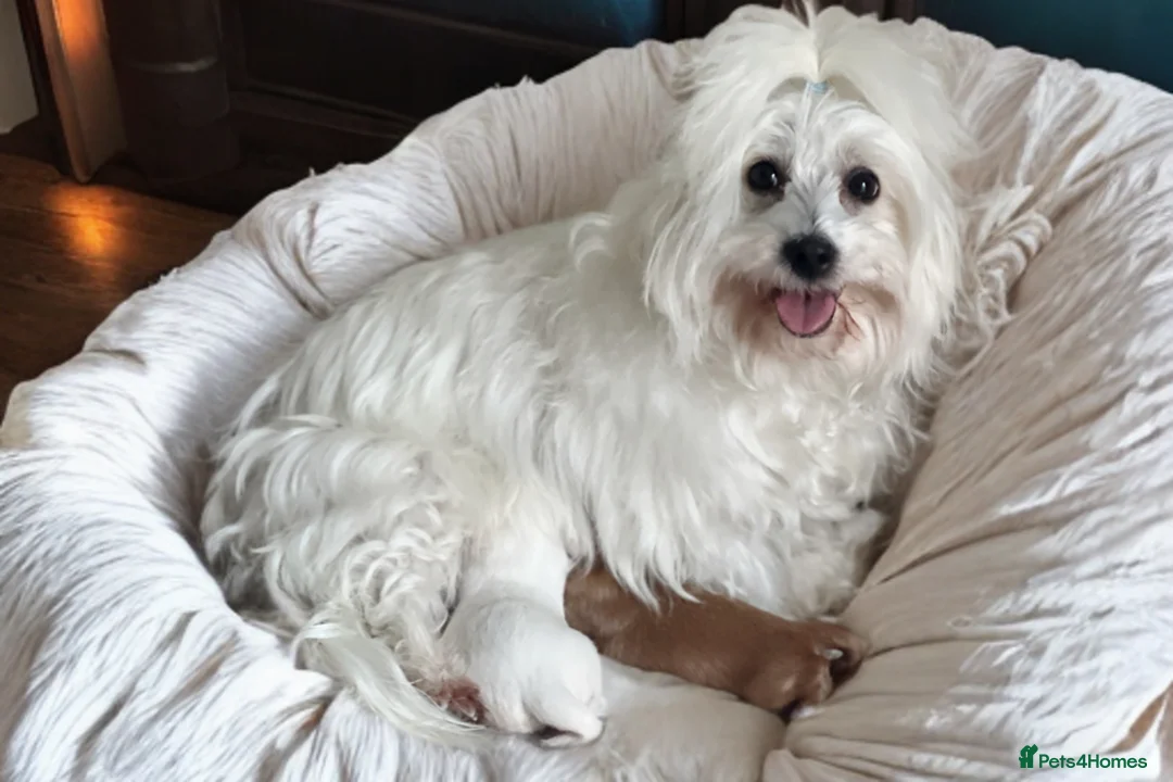 Mixed Breed dogs for sale: Coton de Tulear x Mini Australian Labradoodle - Advert 1