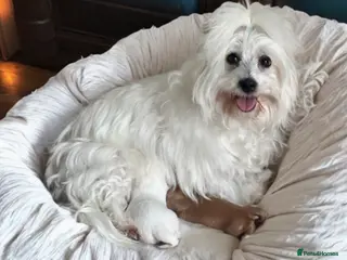 Mixed Breed dogs Coton de Tulear x Mini Australian Labradoodle - Advert 4