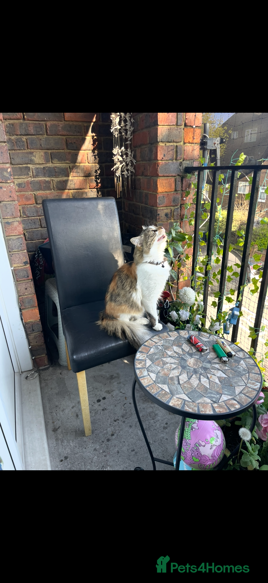 Mixed Breed cats for sale: Boy cat up for adoption - Advert 4