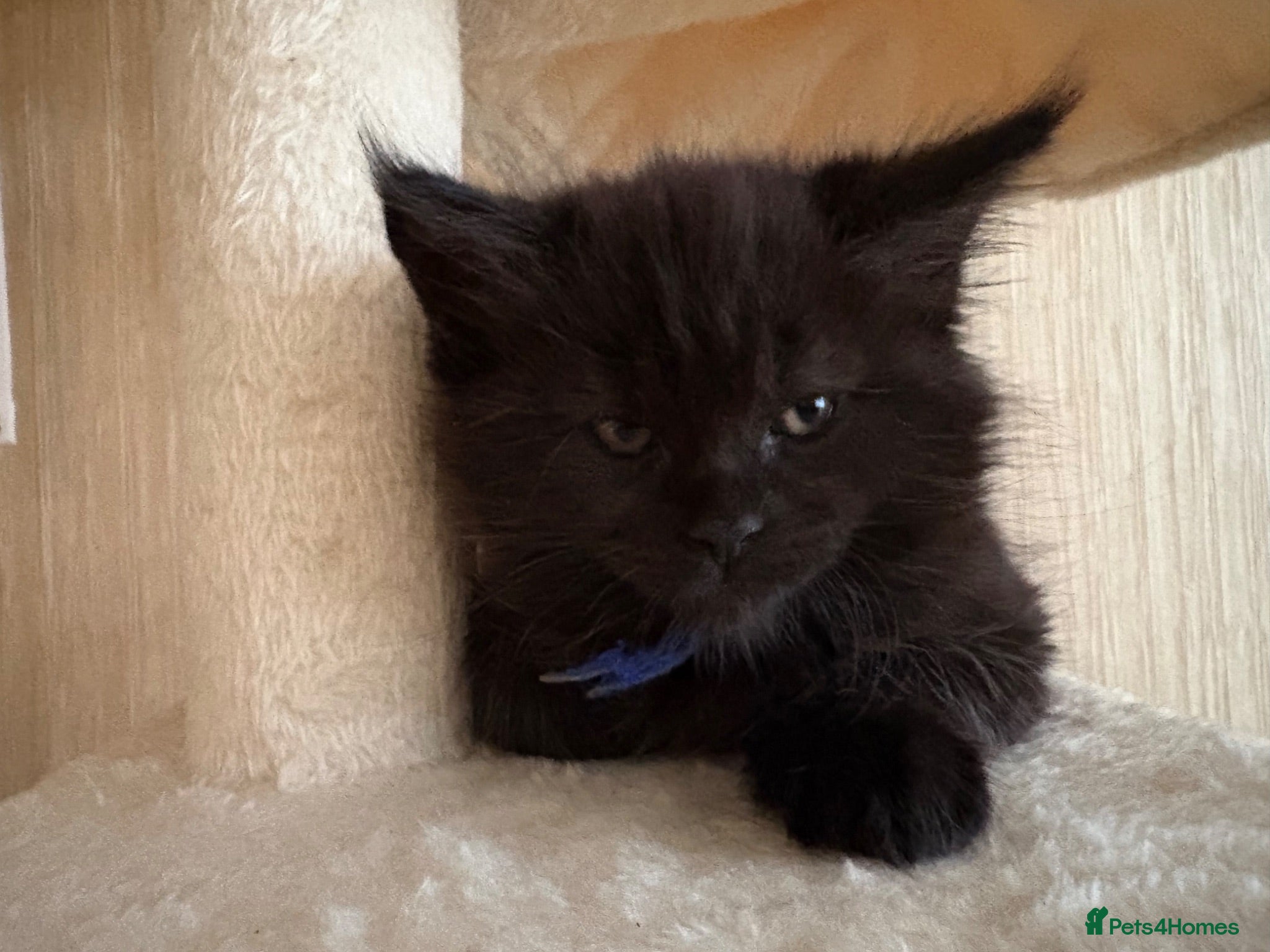Maine Coon cats Fluffy Maine Coon Kittens - Advert 18