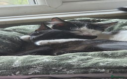 European cats for sale: 4 kittens ready to be rehomed now! - Image 8