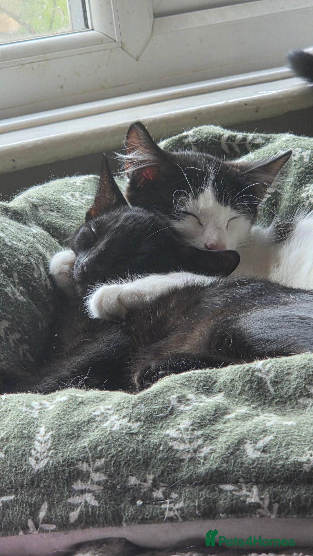 European cats for sale: 4 kittens ready to be rehomed now! - Image 8
