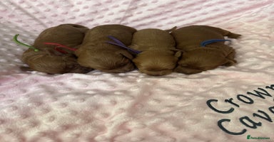 Cavapoo dogs - Advert 3