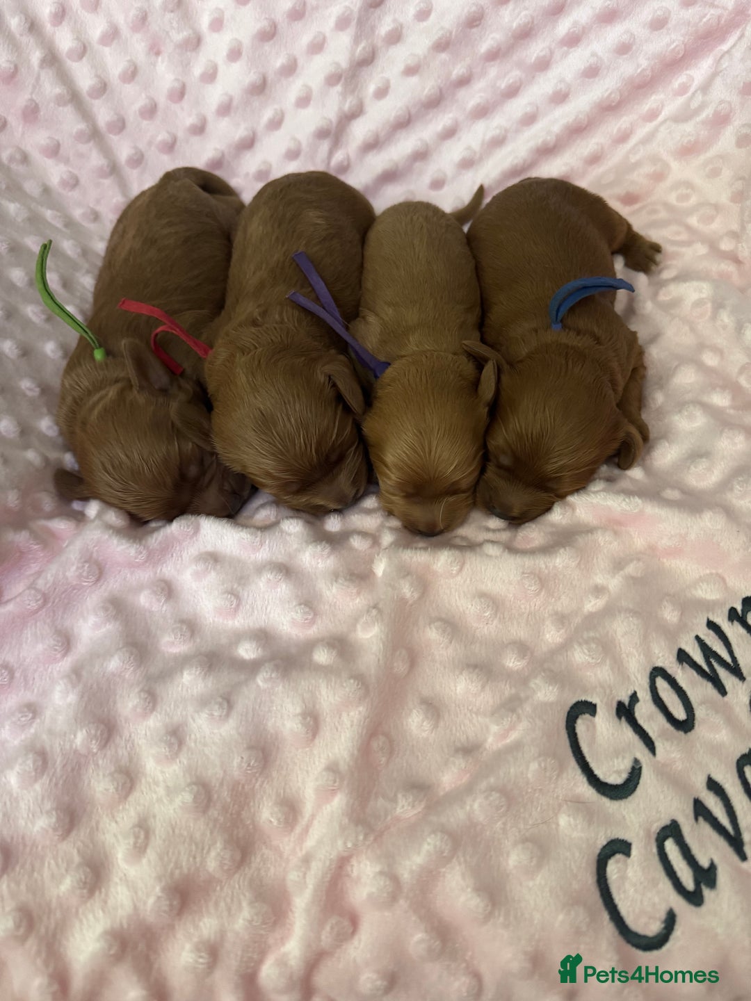 Cavapoo dogs for sale: F1 RED CAVAPOOS LICENSED KC HEALTH TESTED PARENTS  - Image 4